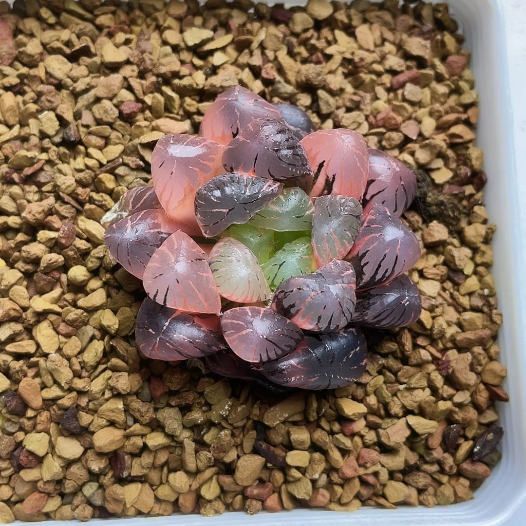 孔明灯玉露锦十二卷