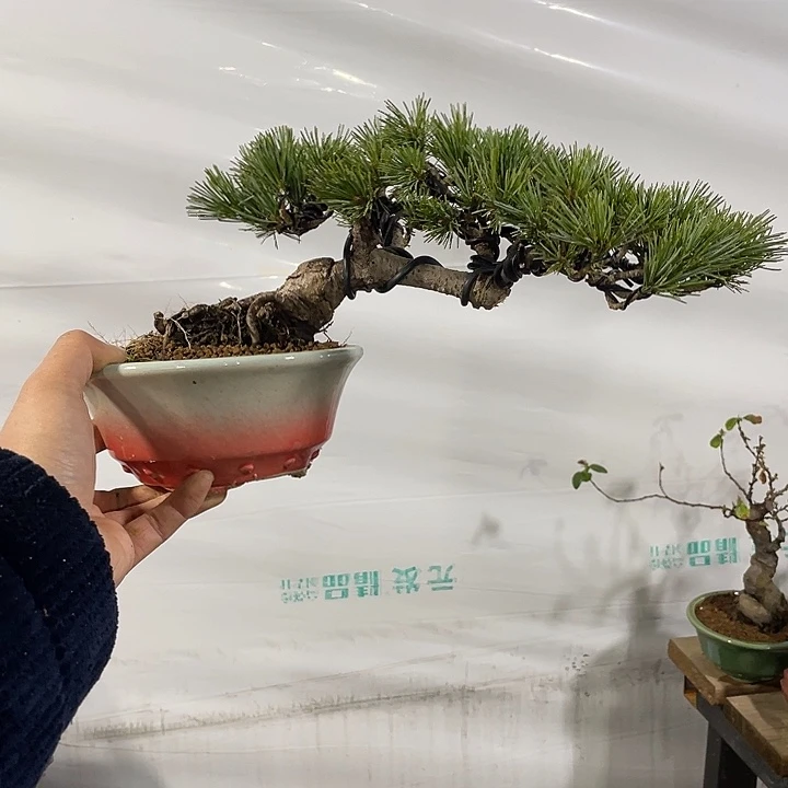 石榴168.8发发发发发发发发