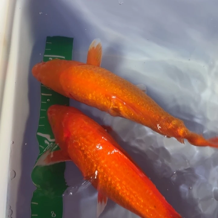 锦鲤锦鲤红白火鲤