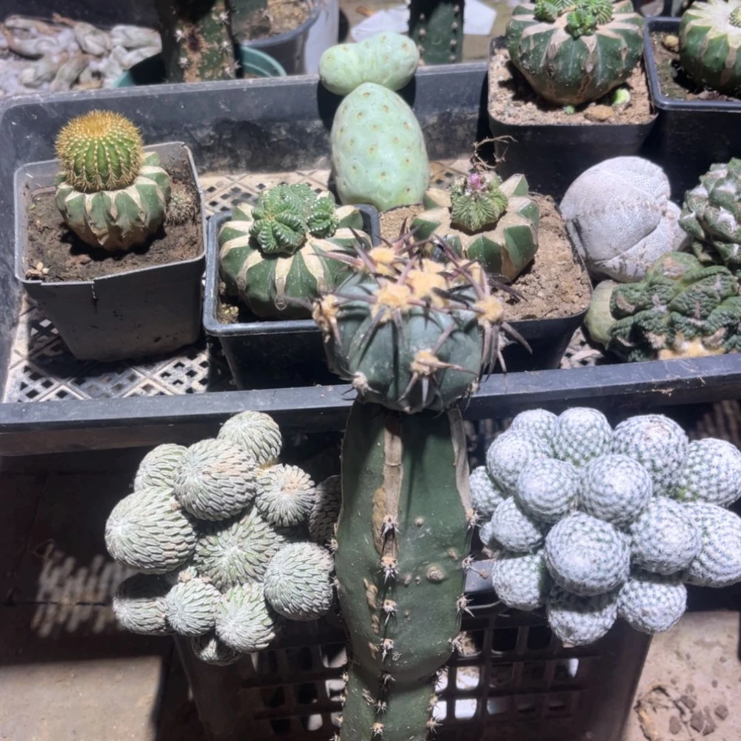 鹏***焰花王仙人球黑刺苗接0181