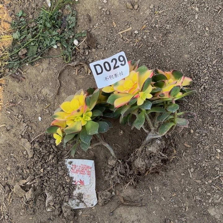 029艳日辉多肉法师不包断枝