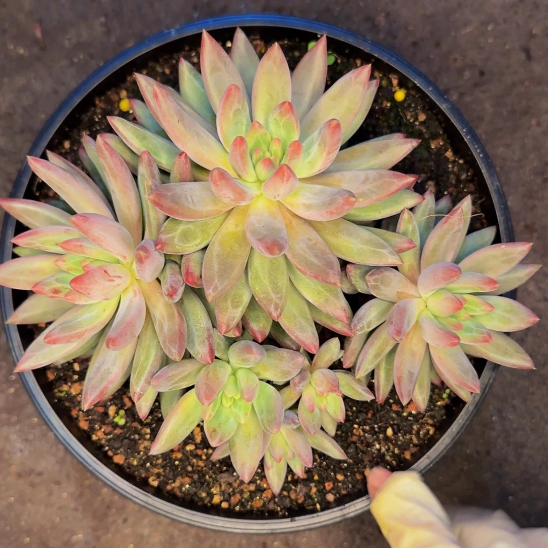 一***风哦哦哦哦哦哦哦哦啦啦啦咯哦了221