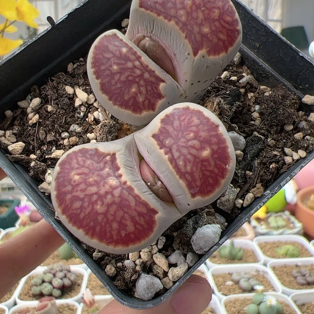 【闪购商品】196 菊