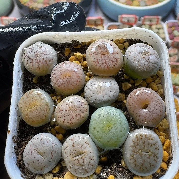 生石花2:：。在。  52号