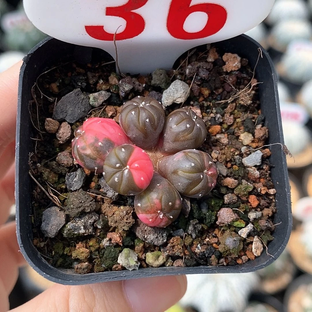 36多头兜锦系列福利大