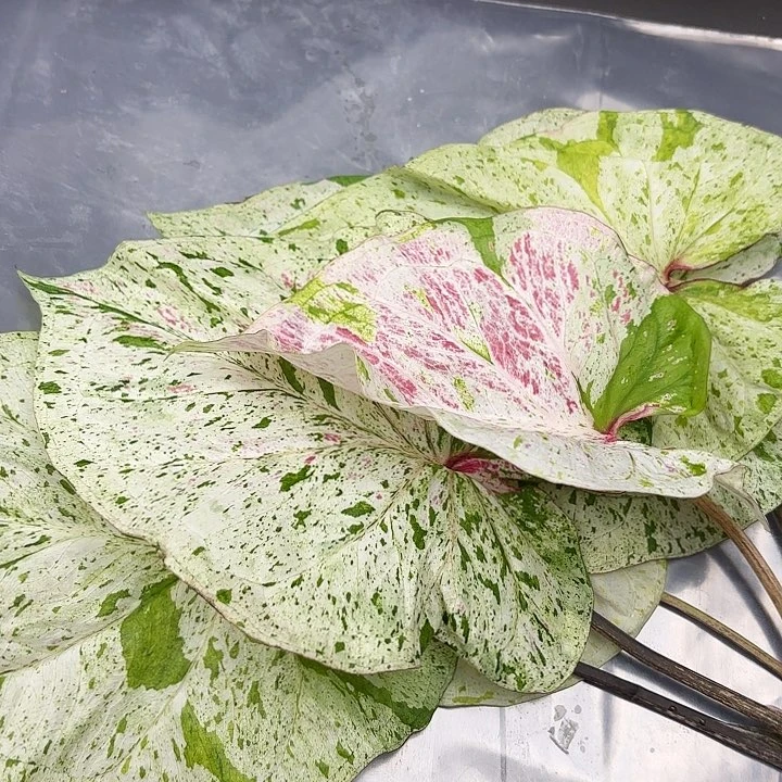 抱***抱39-0613薄荷糖现货直发