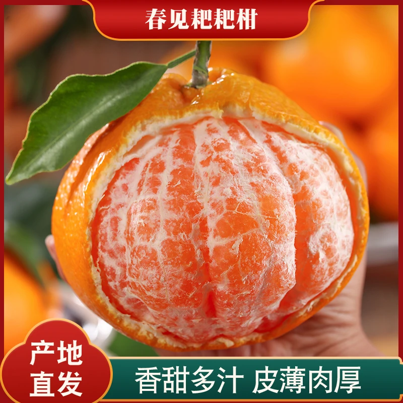 四川春见耙耙柑5/8斤新鲜水果现摘当季粑粑柑丑橘多汁