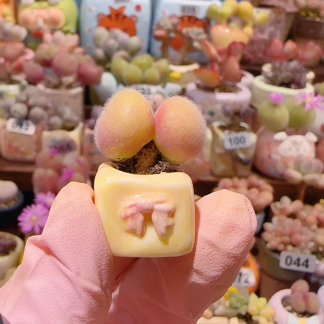 *****T小毛翠带盆土盆口1cm