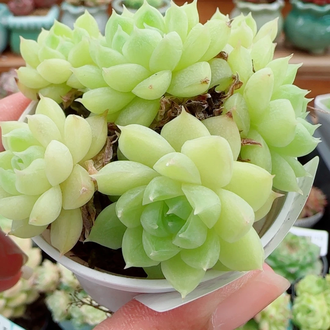 花语逸镜1004-258散
