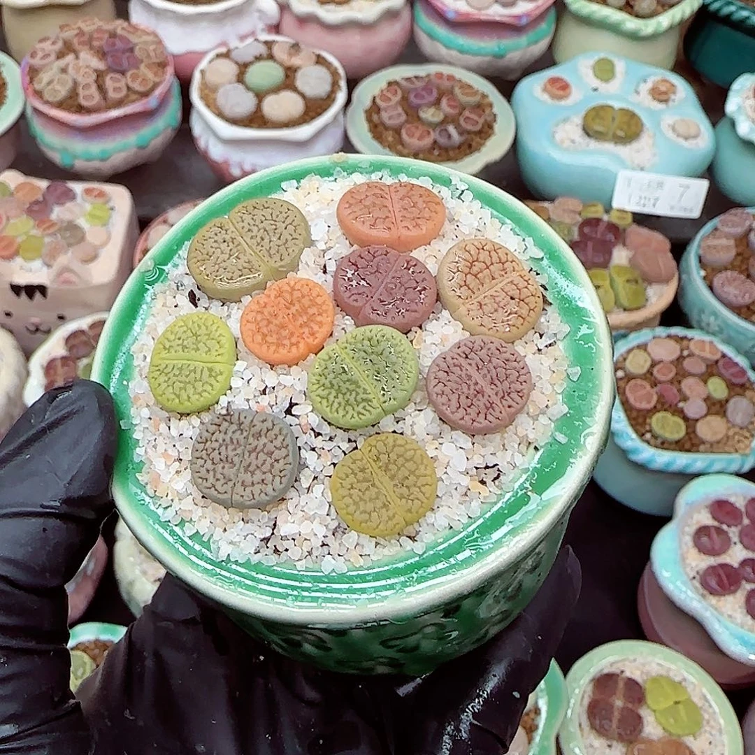 生石花满18包邮1227-28