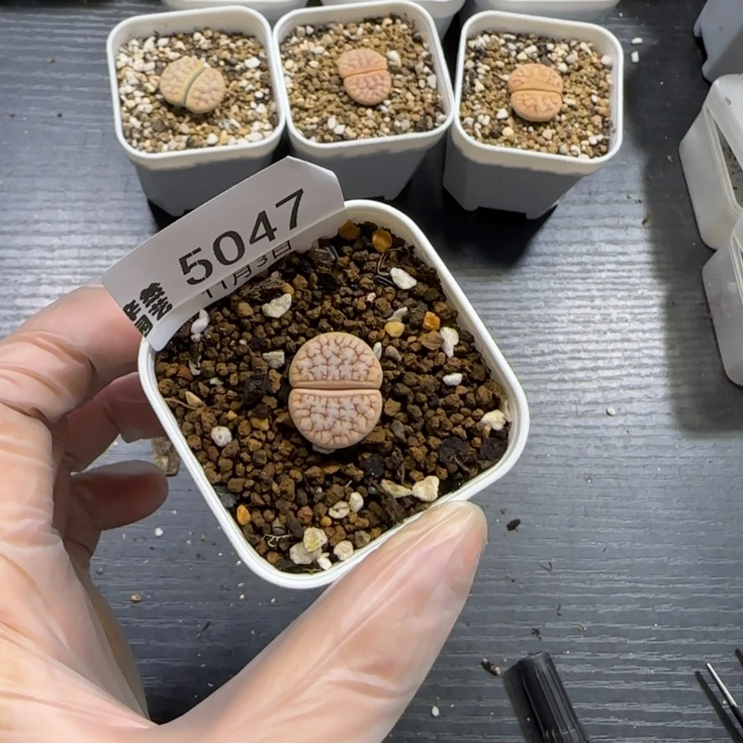 *****11.3。福利262变异总150有差5047