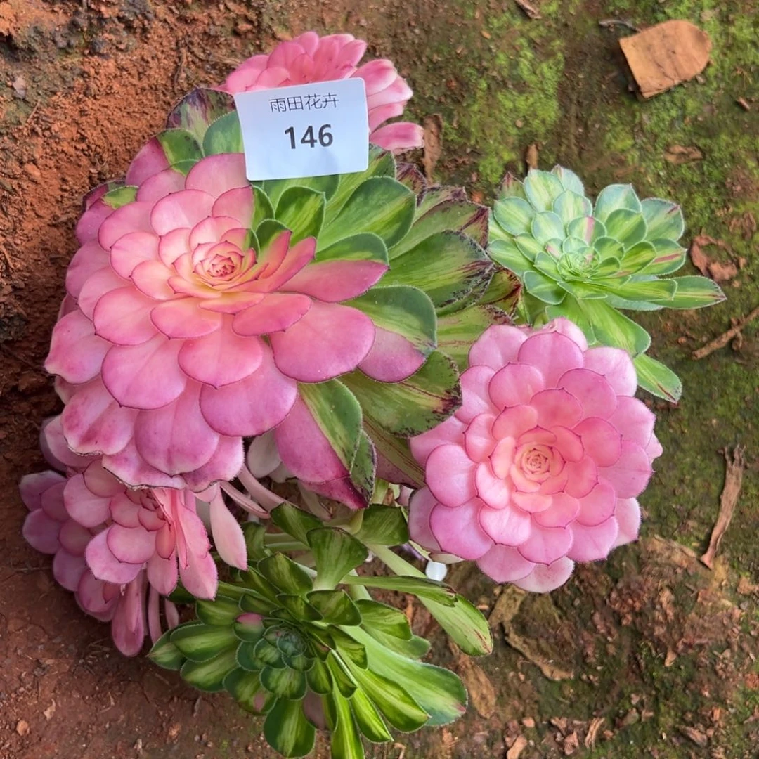 千****天精品多肉植物146