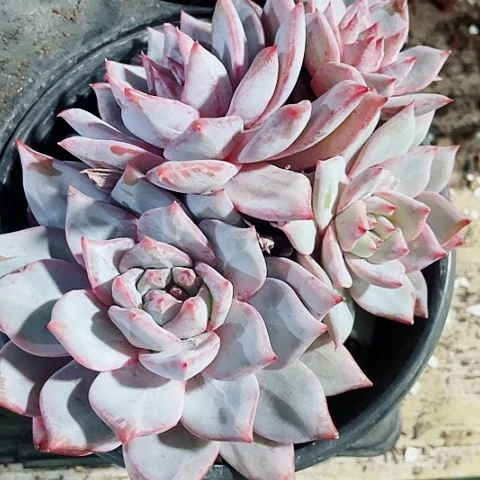 溏心粉蓝鸟18.8一盆58955858855885