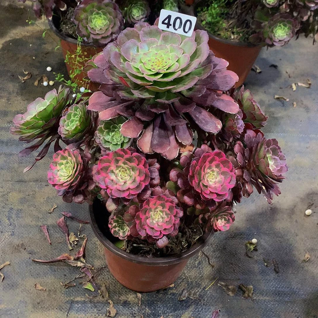 多肉400.0000000000000