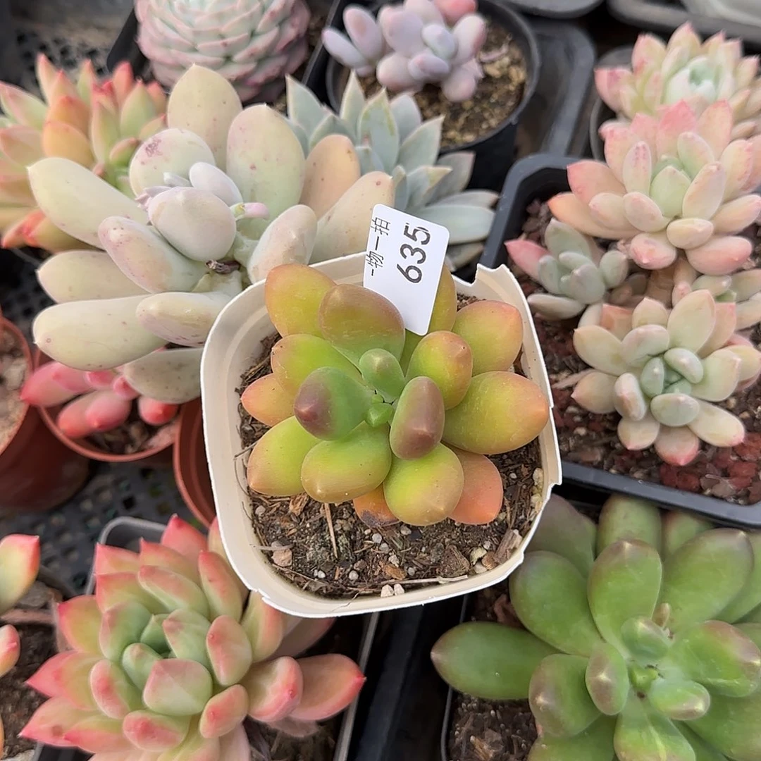 浅**风635号 一物一拍