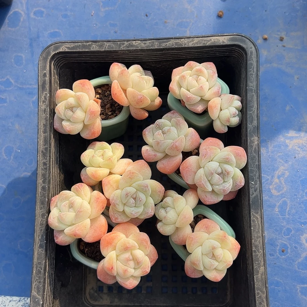 1827-6个双头冰玉带盆发的