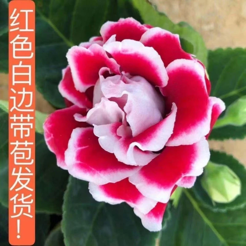 【带花发货】重瓣大岩桐带花富贵芙蓉花室内观赏阳台盆栽四季开花