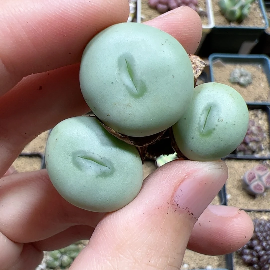 【闪购商品】200 饼