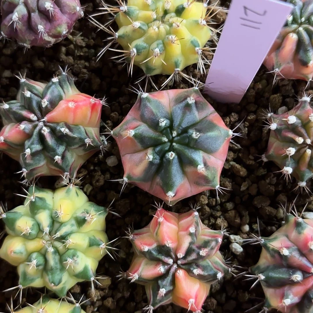 泰国米哈211-0220