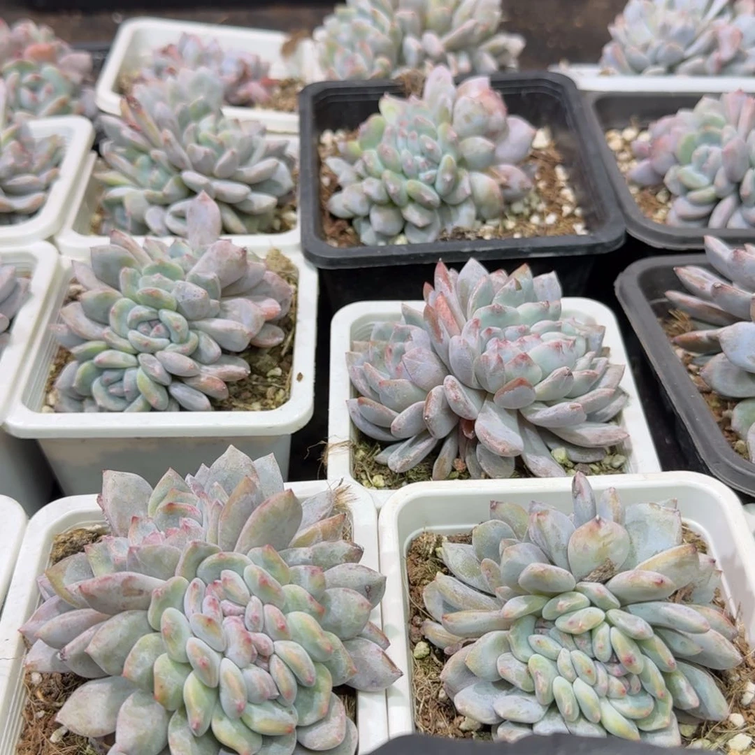 19 号到手1颗江北多肉