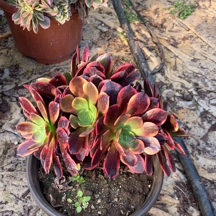 遇****)688欧嘉莉缀化老桩