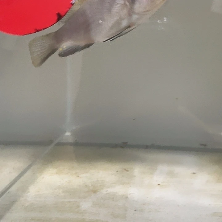 海水230号麒麟斑马母鱼