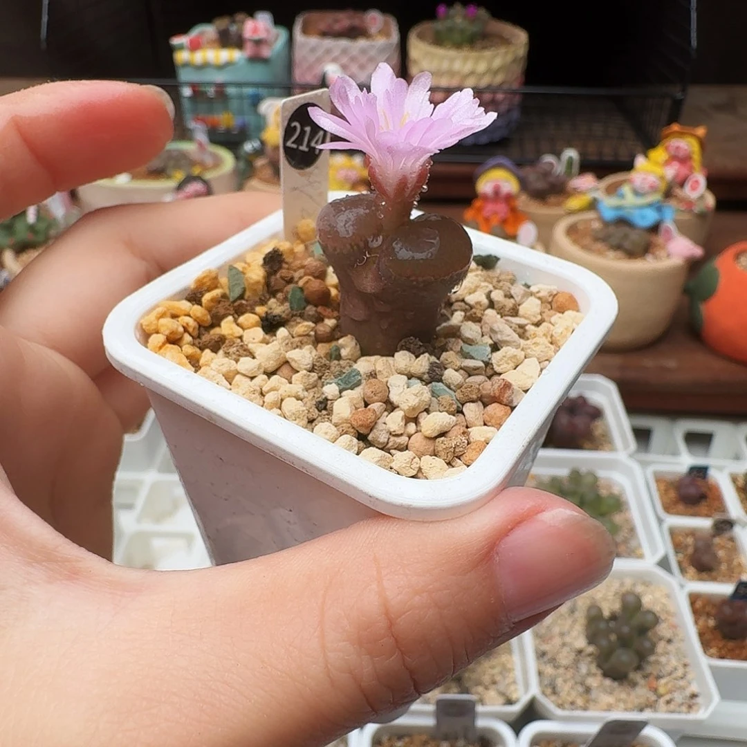 多肉植物福利风铃214
