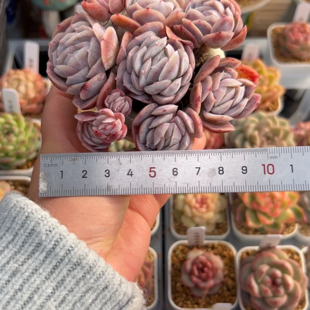 小*嗝104 多肉植物组合盆栽