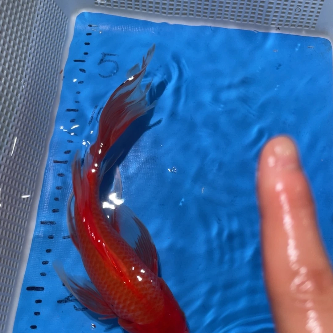 锦鲤锦鲤包邮包售后
