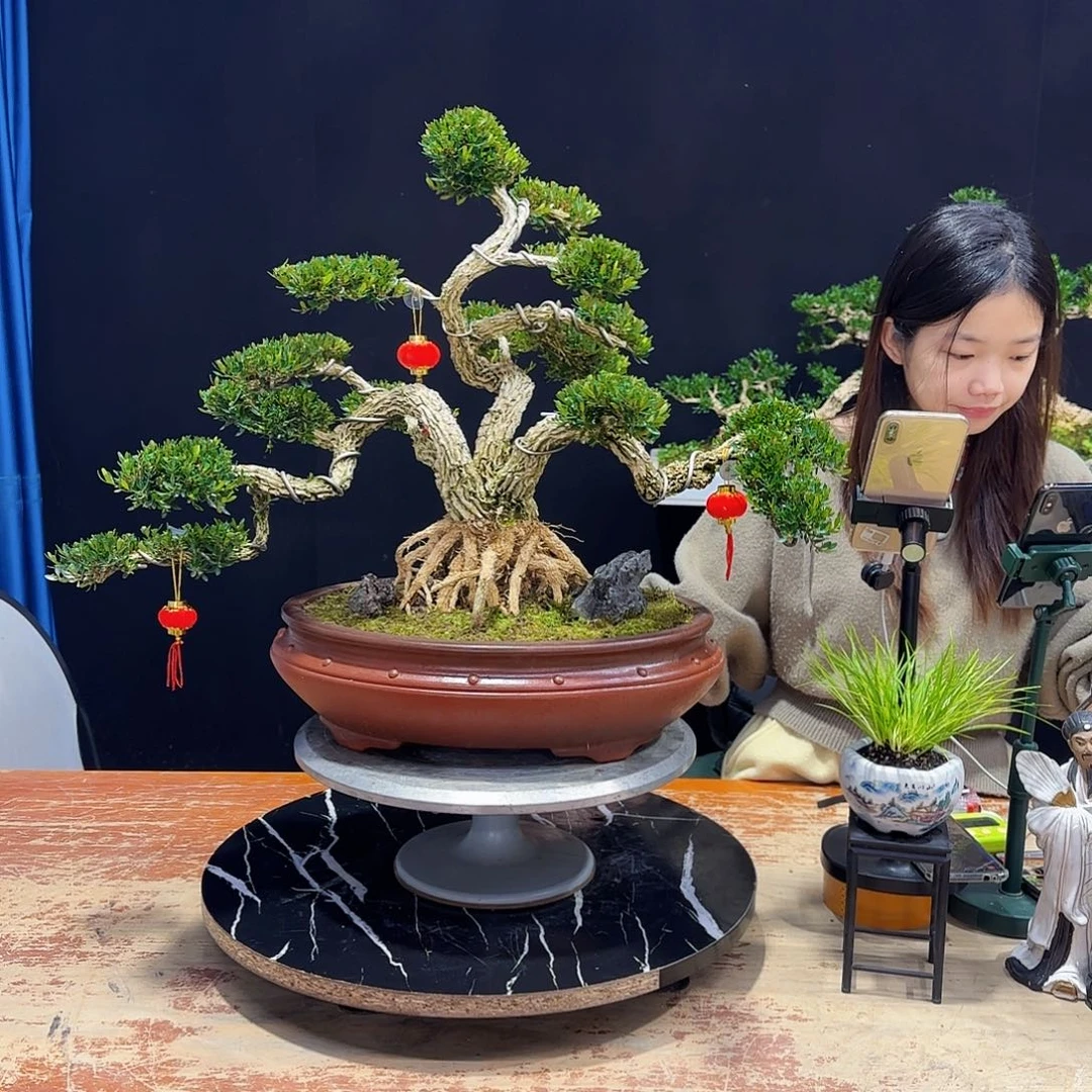 黄杨室内室外盆景