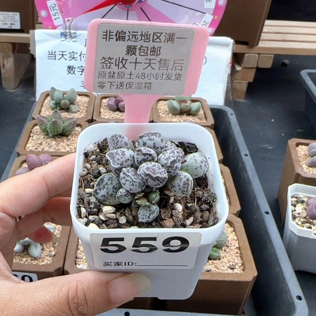 559达摩海豹多肉植物