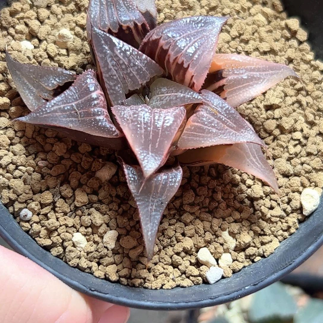 茜云锦十二卷多肉植物