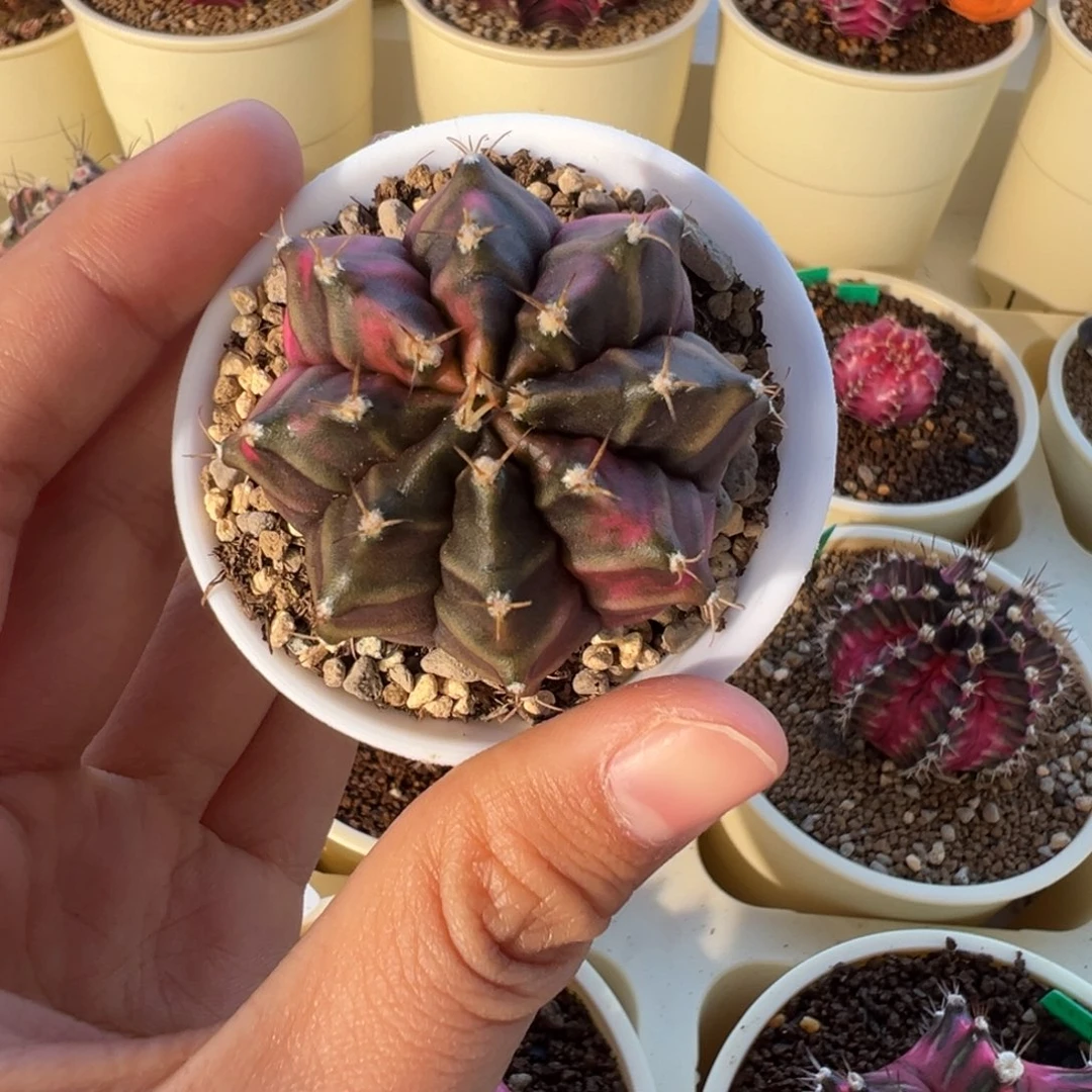 567 好看的米哈冲冲冲
