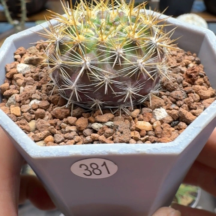 逆升龙 381 仙人球块根植物