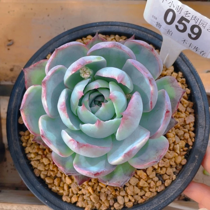 谢谢你的支持00000059