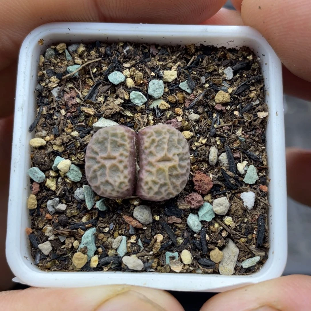 000000000000000000000031