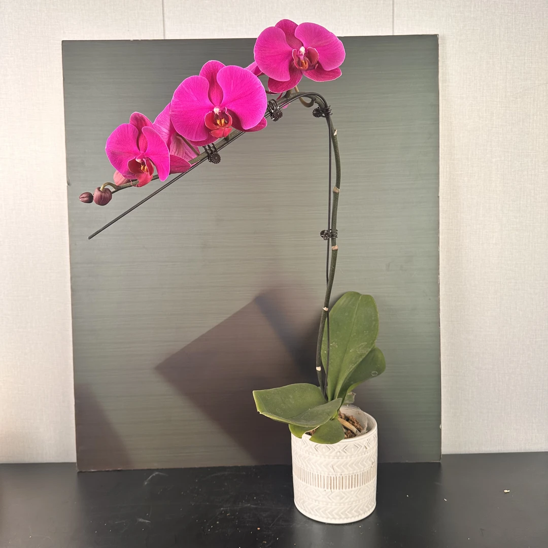 【花之漫】全开（大辣椒）3.0寸杯单剑蝴蝶兰花卉