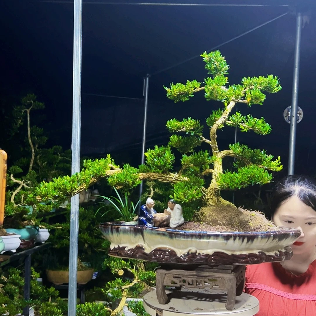 无花朵黄杨木