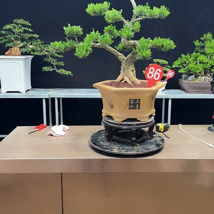 无花朵黄杨黄杨黄杨黄杨