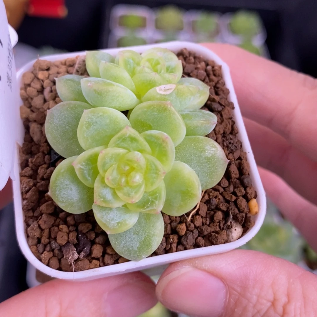 白冰双头微瑕福利114号