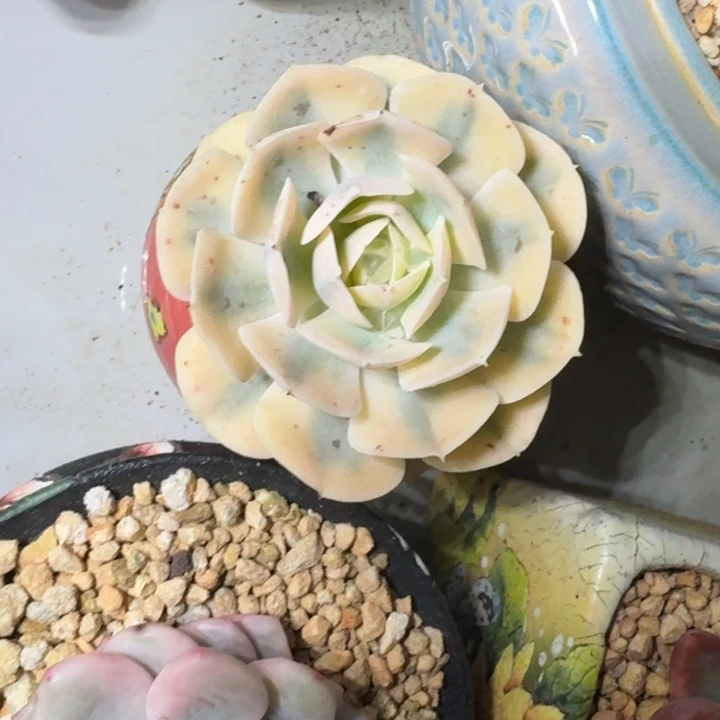鲁氏锦 单头  一物一拍