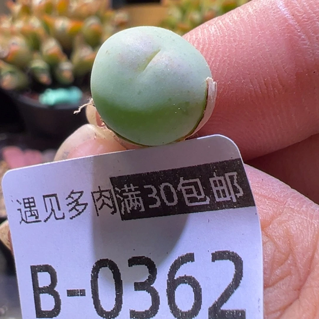 多肉植物1111111111111111