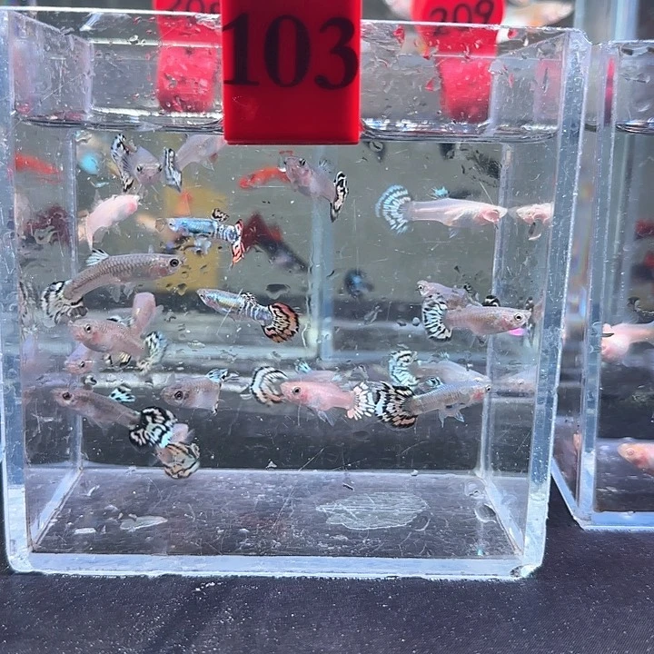 孔雀鱼爷****刀103号，20条