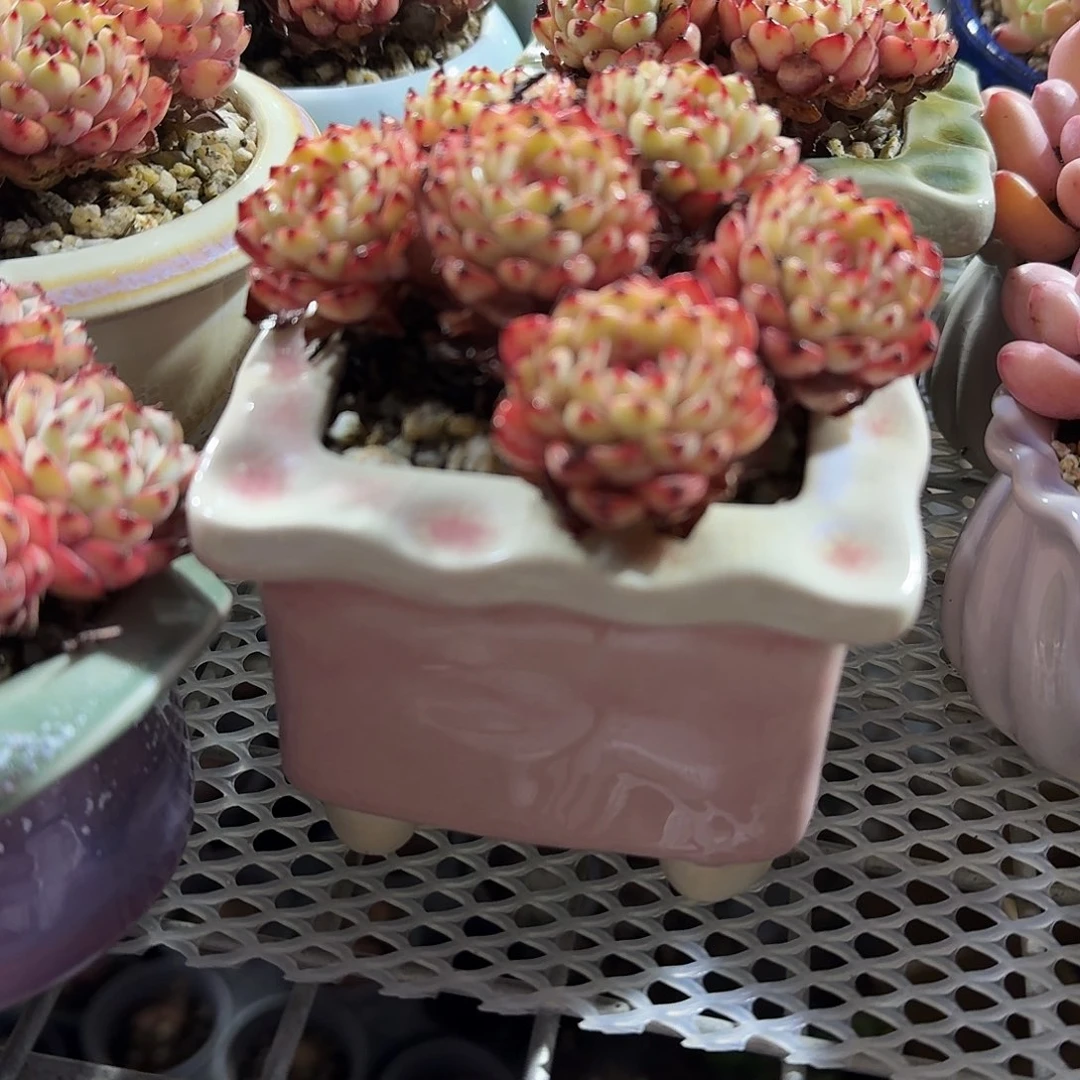 蓝吉莲带盆多肉植物精品