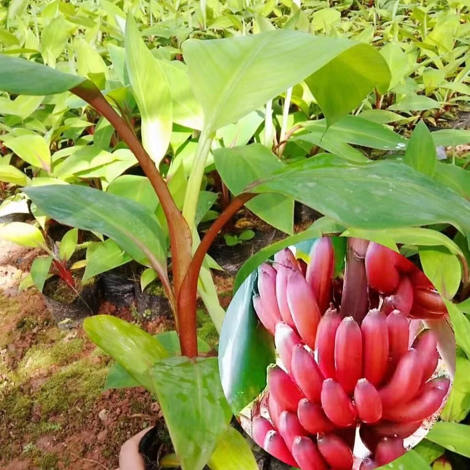 新品美人蕉红香蕉苗带土带叶