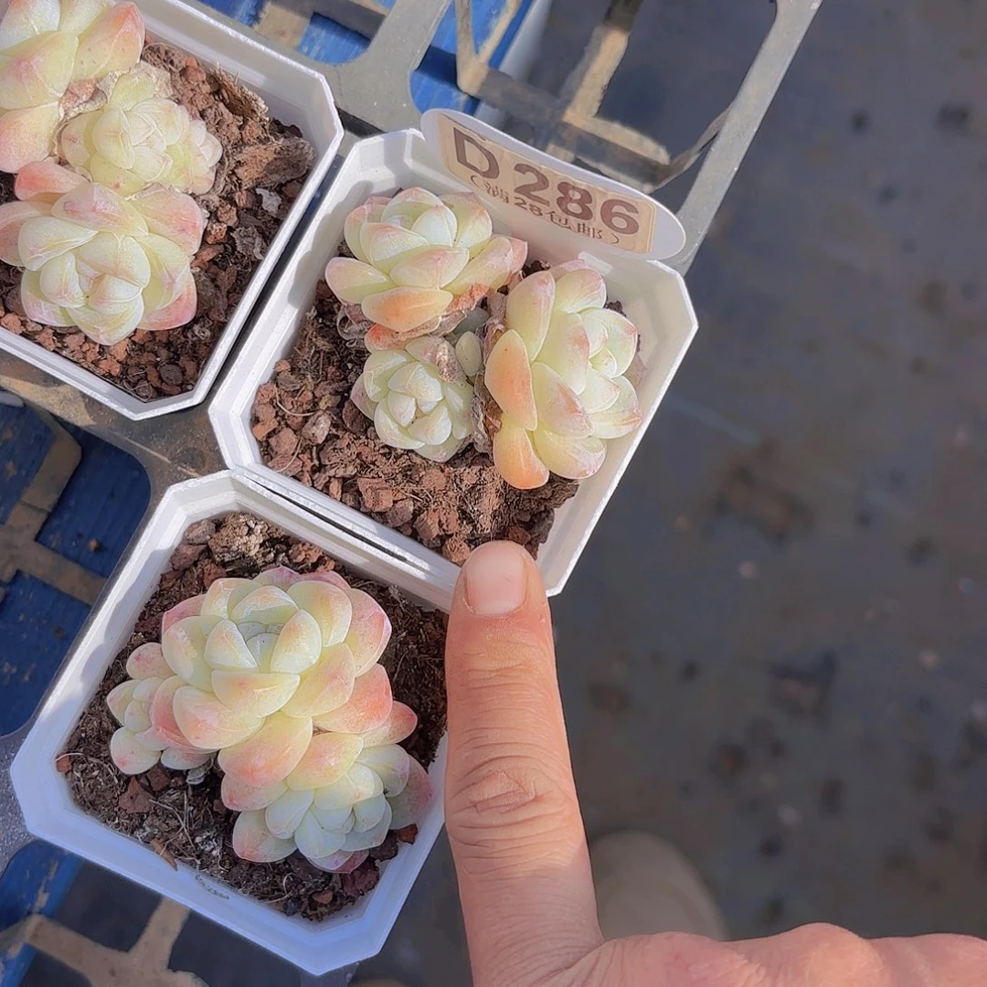 D286冰玉一物一拍