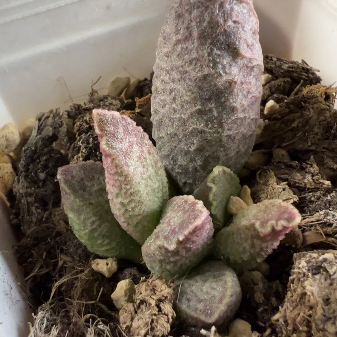 融化纹猪肝多肉植物水泡