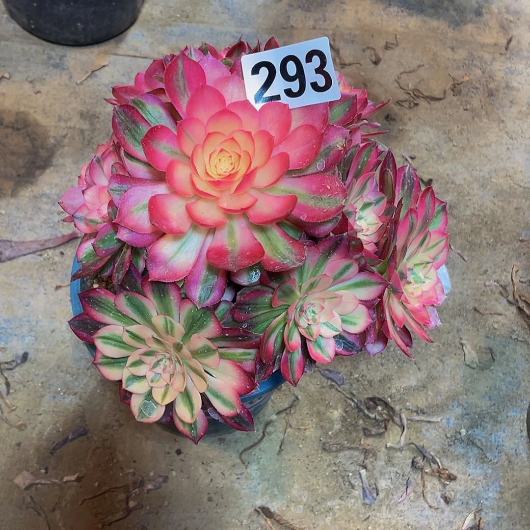 多肉法师293号荔枝发货不包损