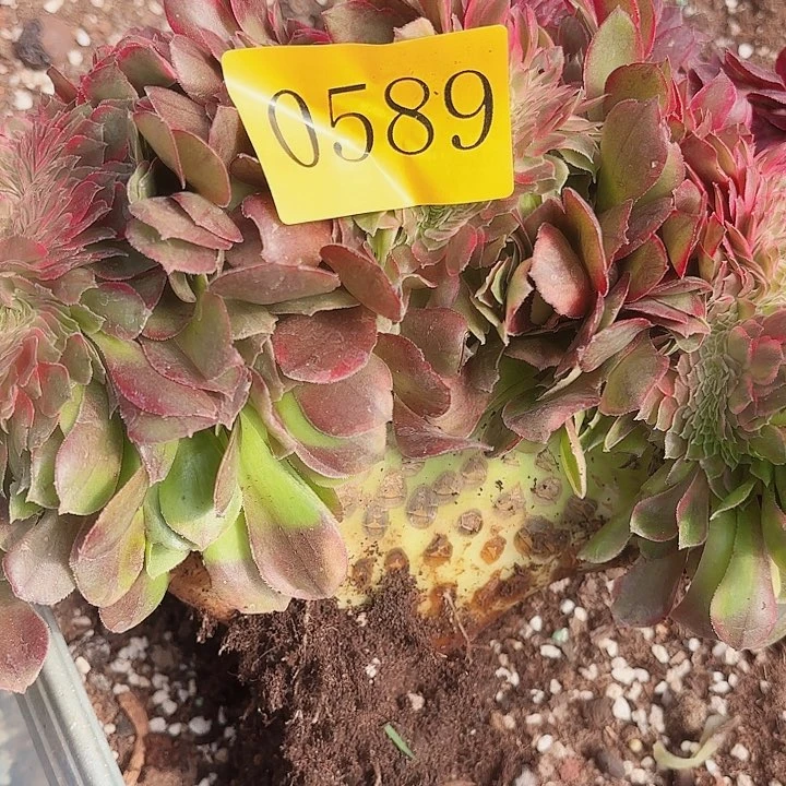 豪*多肉植物荔枝追0589