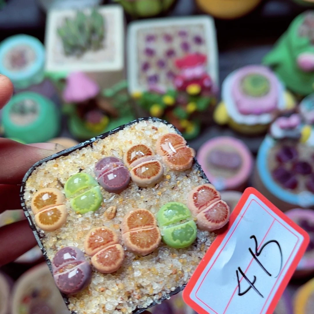 413生石花带盆发